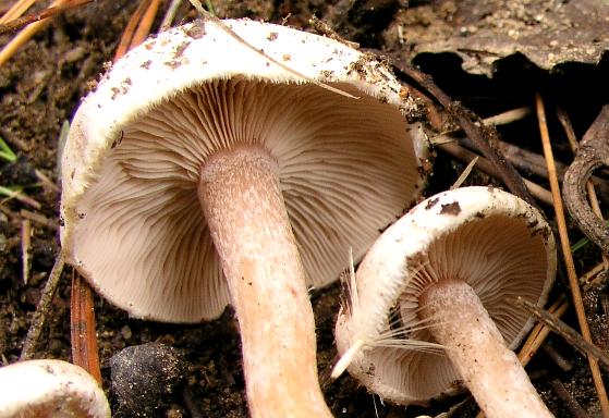 Ripartities tricholoma